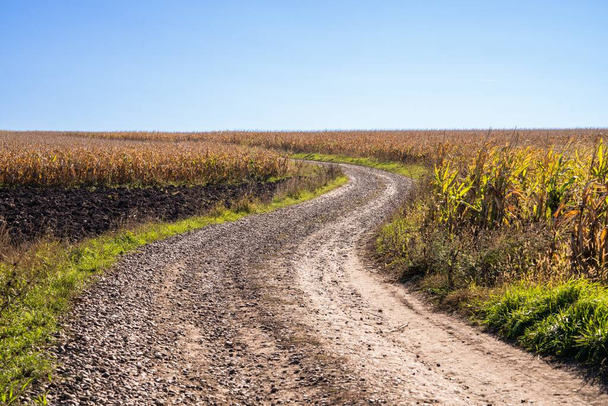 A landscape of a dirt road on a sunny day - Zdjęcie, obraz