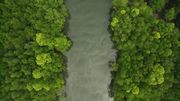 Widok z góry na las namorzynowy, dron przelatujący nad rzeką, Phang nga, Tajlandia - Materiał filmowy, wideo