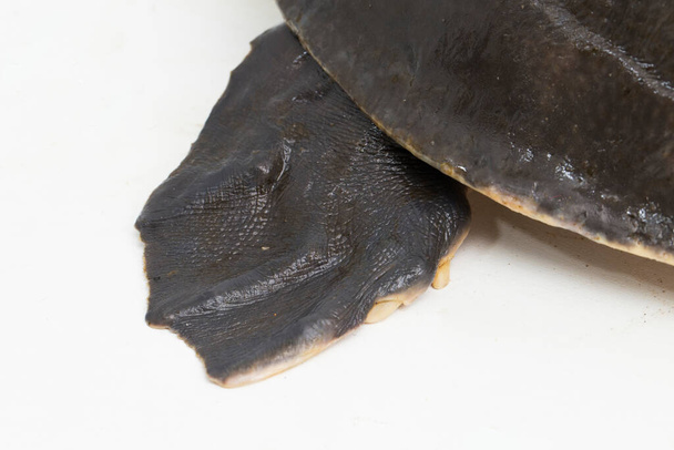 Schweinsnasenschildkröte oder Flussschildkröte Carettochelys insculpta isoliert auf weißem Hintergrund. - Foto, Bild