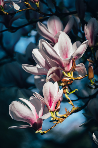 Piękne Jasnoróżowe Drzewo Magnolii z Kwitnącymi Kwiatami Wiosną w English Garden, UK. Wiosenne tło kwiatowe - Zdjęcie, obraz