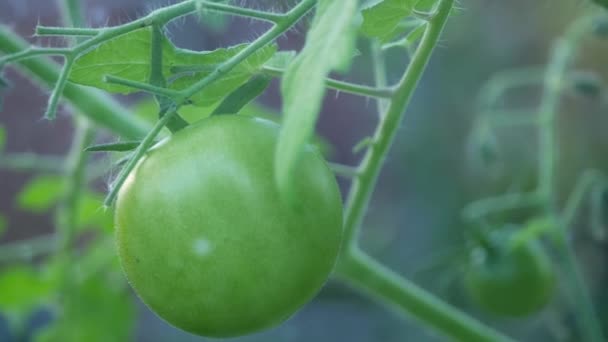 Vihreät tomaatit kypsyvät viiniköynnöksen kasvihuoneessa lähikuva zoom shot valikoiva painopiste - Materiaali, video