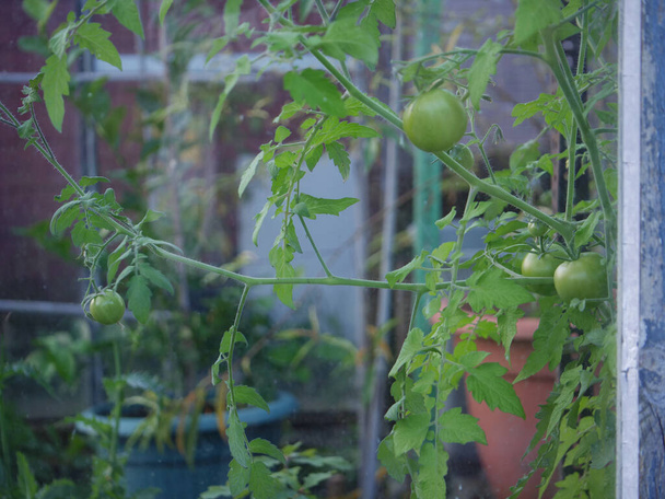 Green tomatoes ripen on the vine in greenhouse wide shot selective focus - Photo, Image