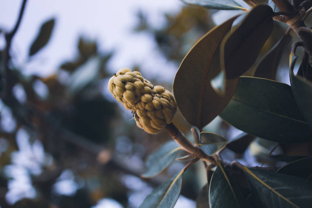 Frutas frescas em crescimento em uma árvore de magnólia com folhas verdes, Magnolia grandiflora ou comumente conhecida como a magnólia do sul ou baía de touro é uma árvore da família Magnoliaceae.  - Foto, Imagem