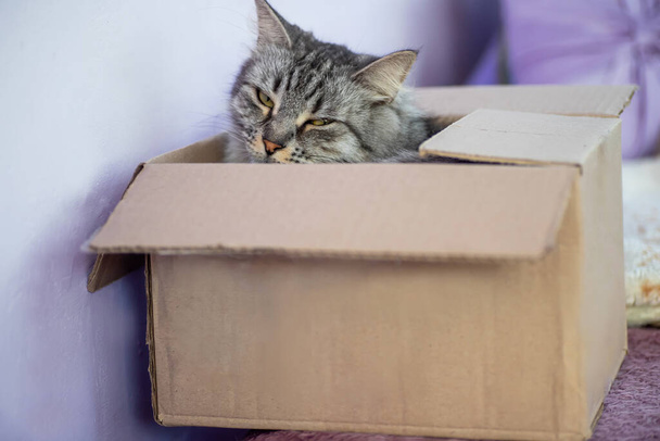 Szürke csíkos macska a postaládában. Áruk szállítása koronavírus idején. Élelmiszer és állatok küldöncök általi szállítása. - Fotó, kép
