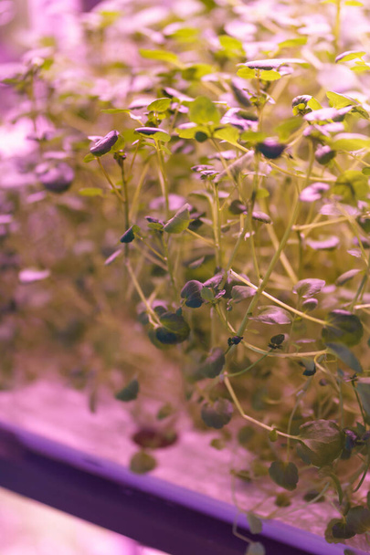 Full spectrum LED grow lights for salad, microgreens growing in vertical farm under ultraviolet UV plant lights for cultivation indoors. Hydroponics and modern methods of growing plants - Photo, Image