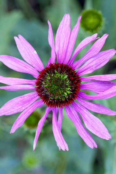 A top view of a pink echinacea flower also called a coneflower at Manito Park in Spokane, Washington. - Photo, Image