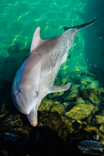 Δελφίνι ανάπαυσης στην πισίνα - Φωτογραφία, εικόνα