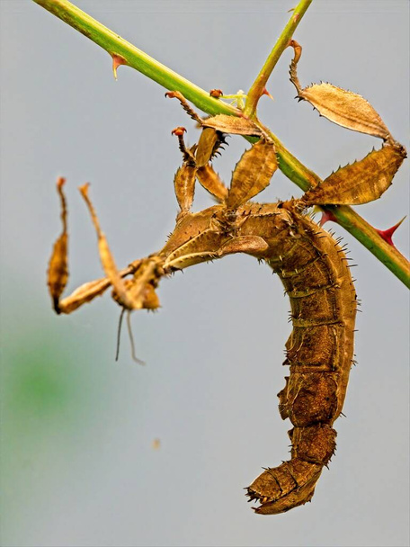 Spiny leaf insect (Extatosoma tiaratum), large species of Australian stick insect, close-up - Photo, Image