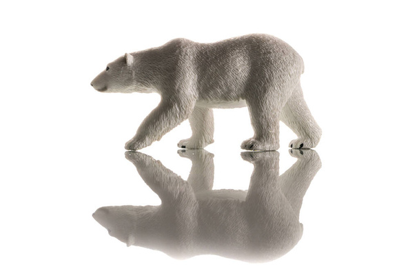 A polar bear walking with reflection - Photo, Image