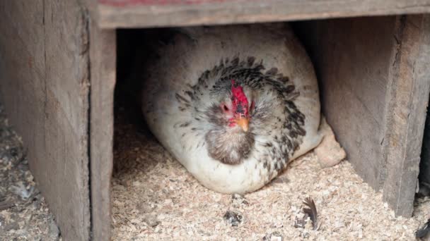 An old faverolle hen lies in a nest with a wounded comb. chicken fights. High quality 4k footage - Footage, Video