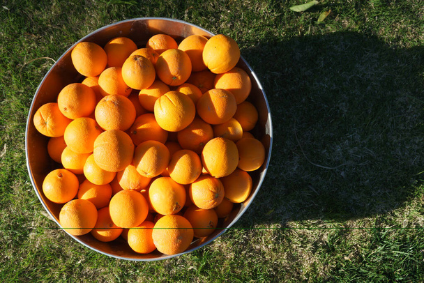 Oranges in Galvanized Metal Tub - Фото, зображення