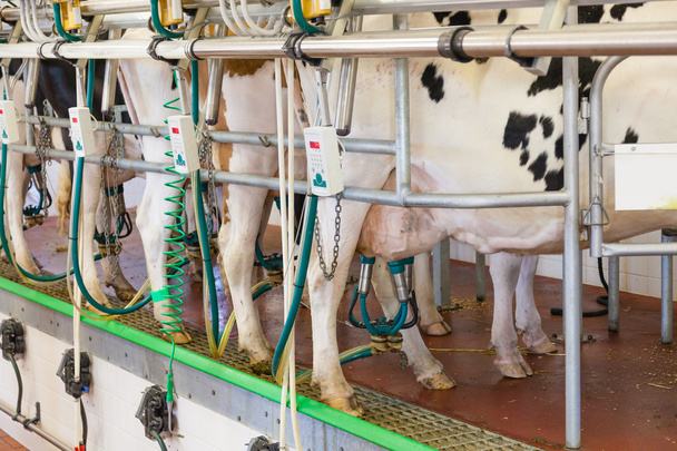 Cow milking facility in a modern farm - Foto, Bild