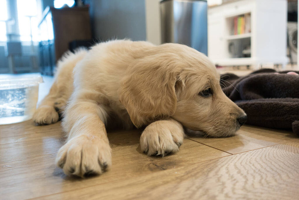 Adorable puppy of Golden Retriever lying on parquet near brown blanket with head put on paw on background of room - Photo, Image