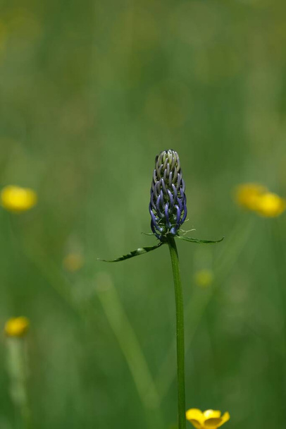 Purple Spiked Rampion flower in nature, with natural background - Photo, Image