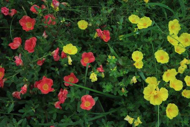 Portulaca virág teljes virágban - Fotó, kép