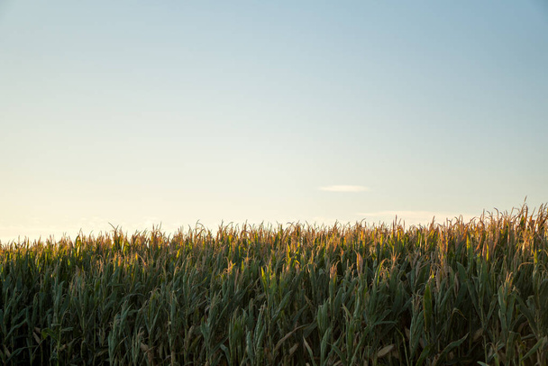 A field of corn growing in tight rows - Foto, afbeelding