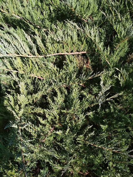 Juniper bush, green thickets, natural background - Photo, Image