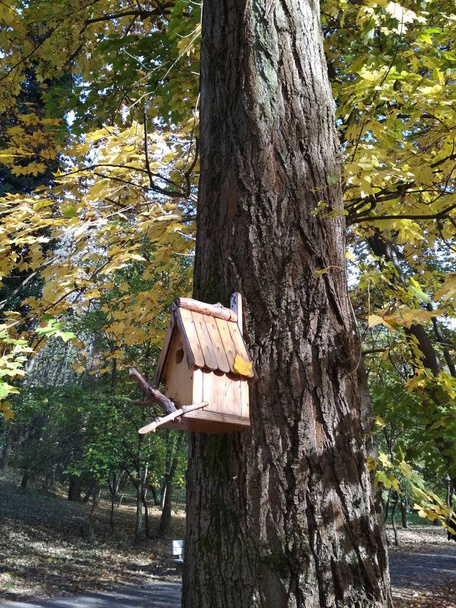 Domek dla ptaków na drzewie, jesienny krajobraz, naturalne tło - Zdjęcie, obraz