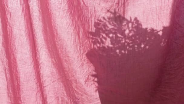 Kasvi potin varjo takana vaaleanpunainen pellava verhot ikkunassa Aamu aurinko valo huoneessa päällekkäin tausta. Home luonnon kukkia lehdet oksat siluetti huojuu tuulessa Huoneisto sisustus 4K - Materiaali, video