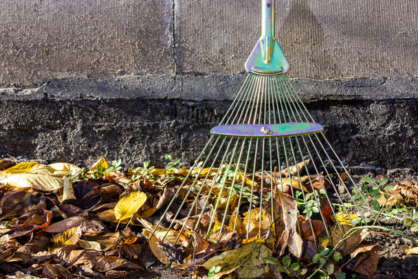 ancinhos de folhas. Limpar folhas caídas. Trabalho de outono no quintal. Foto de alta qualidade - Foto, Imagem