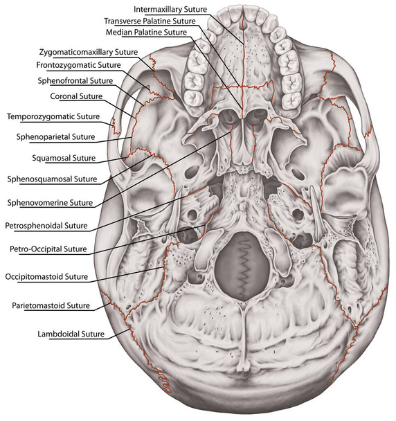 As suturas, articulações dos ossos do crânio, cabeça, crânio. As principais articulações dos ossos do crânio. A sutura craniana entre os ossos. Os nomes das suturas cranianas. Aspecto básico do crânio. Vista inferior. - Foto, Imagem