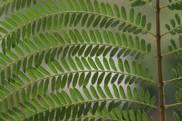 a closeup of leaves of Jacaranda mimosifolia that is a sub-tropical tree native to south-central South America - Photo, Image