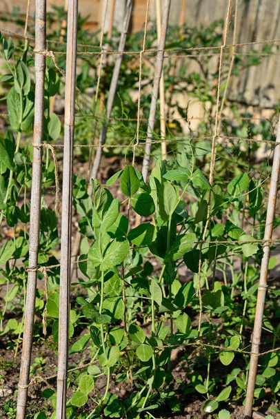 Jovens plantas Mangetout crescendo rede de ervilha, Staffordshire, Inglaterra, Reino Unido, Europa. - Foto, Imagem