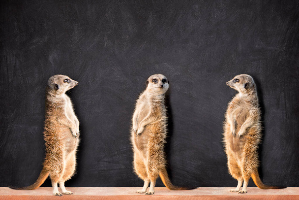 Retrato de três meerkats de pé e olhando um para o outro contra quadro negro com espaço de cópia.  - Foto, Imagem