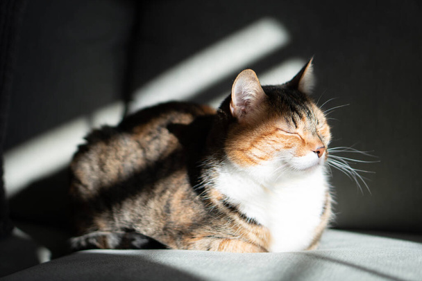 Тэбби кот сонный на портрете дивана - Фото, изображение