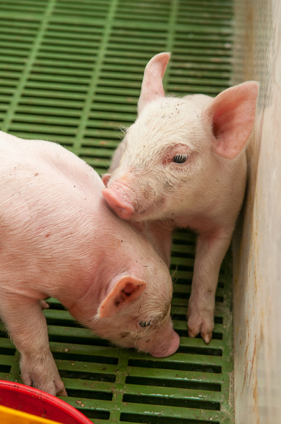 baby varken in een varkensstal - Foto, afbeelding