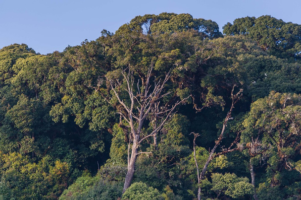 büyük ağaç dağın zirvesinde  - Fotoğraf, Görsel