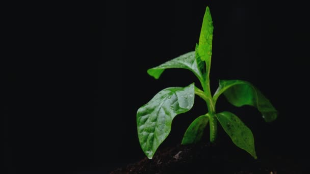 La pianta giovane nasce e cresce dal suolo su uno sfondo nero. alberello e foglie sotto la pioggia con spazio copia, nuova speranza per l'ambiente o metafora per iniziare concetto di buisness. Ambiente mondiale  - Filmati, video