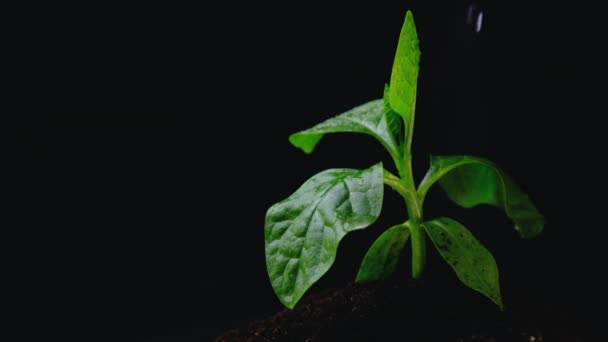 Jonge plant wordt geboren en groeit uit de grond op een zwarte achtergrond. Sapling en bladeren in de regen met kopieerruimte, nieuwe hoop voor omgeving of metafoor om te beginnen buisness concept. Wereldmilieu  - Video