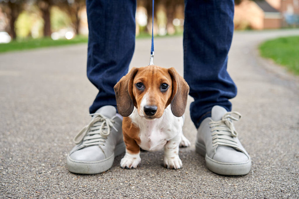 Miniature Dachshund puppy standing between owners legs looking at camera while on a walk                                - Photo, Image