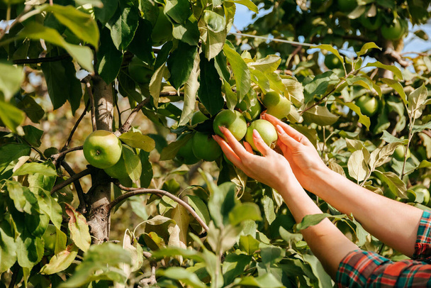 Close up ripe green apples arms farmer worker agronomist holding apple on the tree. Young woman hands are touching fruits see if they ripen on fruits tree. Care of family business, natural background. - Photo, image