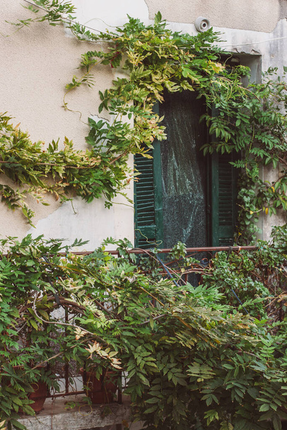 Korfu, Řecko. domovní zeď se zelenými dřevěnými okenicemi. zeď domu je zarostlá zelenými rostlinami. - Fotografie, Obrázek