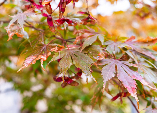 Red mapel leaves on the branch wet after fain. Autumn leaves background. - 写真・画像