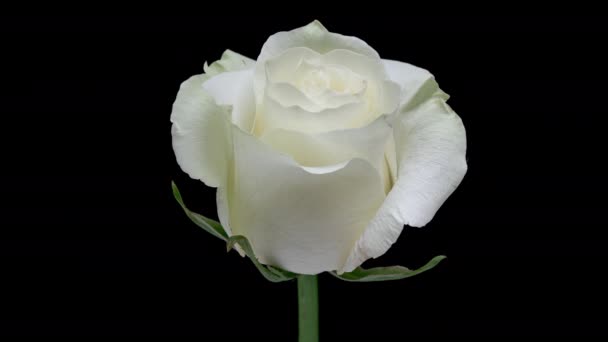 4K Time Lapse of white rose changes its color to red and dies. Experiment with flower, time-lapse. Timelapse of blooming and dying white flower isolated on black background. - Footage, Video