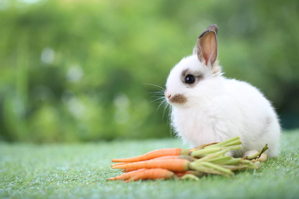 Nettes kleines Kaninchen auf grünem Gras mit natürlichem Bokeh als Hintergrund im Frühling. Junge entzückende Hasen spielen im Garten. Liebevolles Haustier im Park - Foto, Bild