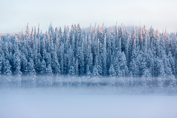 Snowy pine trees with fog on a winter landscape - Fotografie, Obrázek