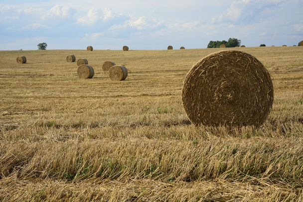 Haystacks en un campo
 - Foto, imagen