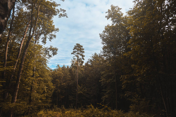 Bosque en un día de otoño. Fondo natural. Pinos y follajes. Concepto de POV senderismo y caminar en bosques de montaña brumosos. - Foto, Imagen