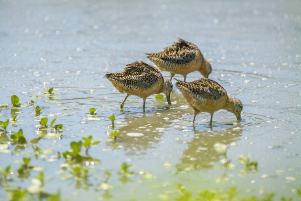 Small flock of few snipe birds in shallow water feeding from bottom in sunlight - Photo, Image