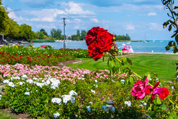 Rose garden at the harbor of Balatonfured in lake Balaton - Photo, Image