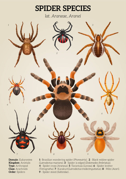 Realistic spiders diagram colored composition with spider species and description of them vector illustration - Vector, imagen