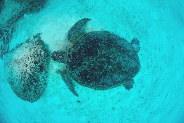 "Tartaruga marina vista dall'alto sott'acqua con oceano blu, Sipadan. Incredibile concetto di mondo subacqueo - Foto, immagini