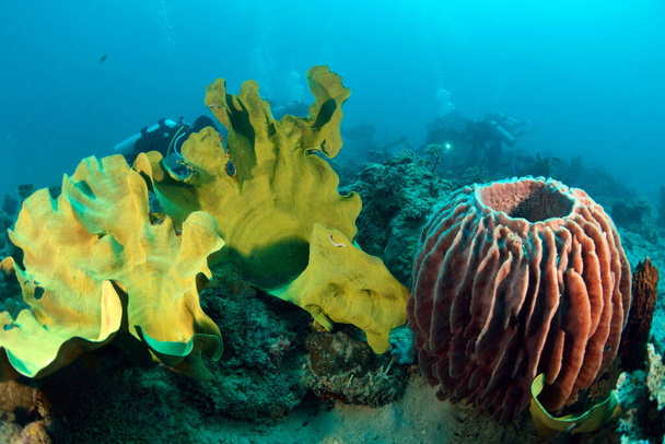"sott'acqua a Sipadan, Malesia. Incredibile concetto di mondo subacqueo - Foto, immagini