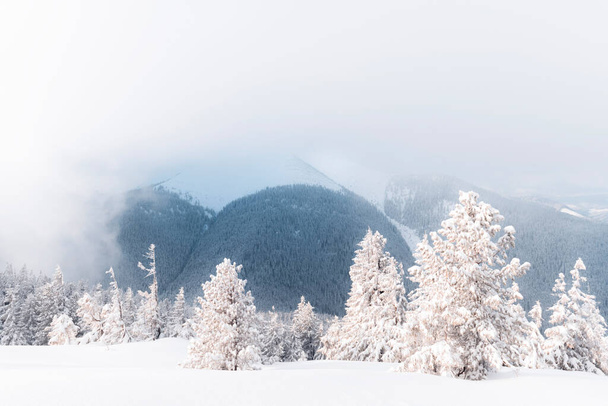 Fantastic winter landscape with snowy trees and snowy peaks. Carpathian mountains, Ukraine. Christmas holiday background. Landscape photography - Zdjęcie, obraz