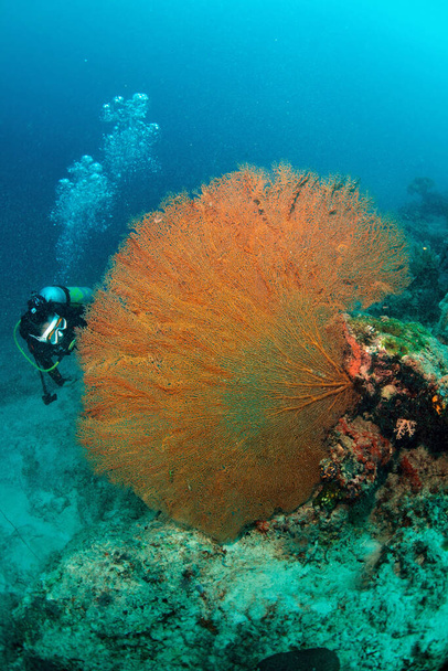 "Marinaio gigante con subacqueo a Sipadan, Malesia. Incredibile concetto di mondo subacqueo - Foto, immagini