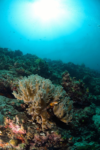 "corallo a Mabul, Malesia" - Foto, immagini